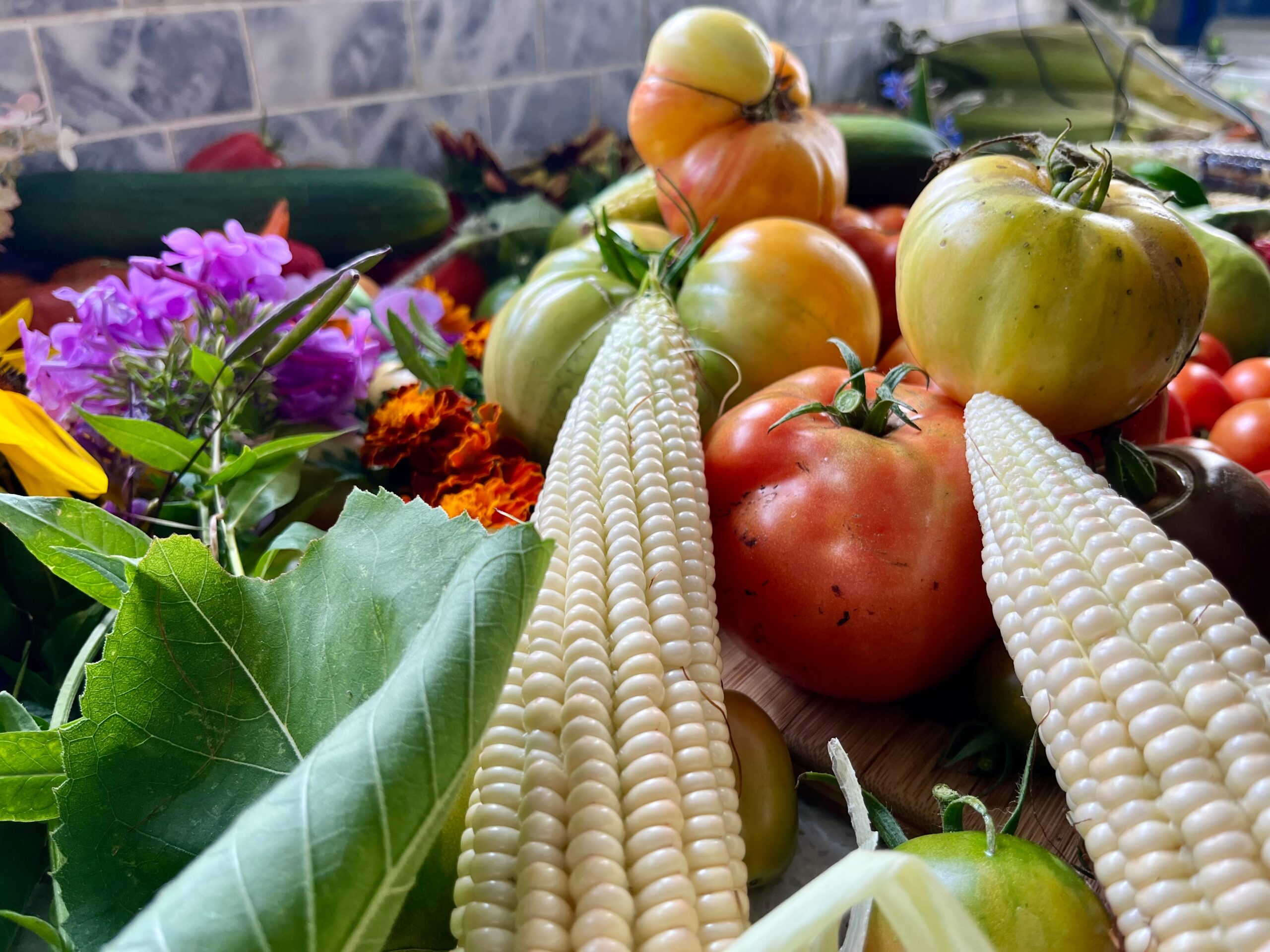 Flat lay of heirloom vegetables including hot peppers tomatoes and colored corn - Pot Luck Food Talks how vegetables took over modern cuisine pot luck food talks